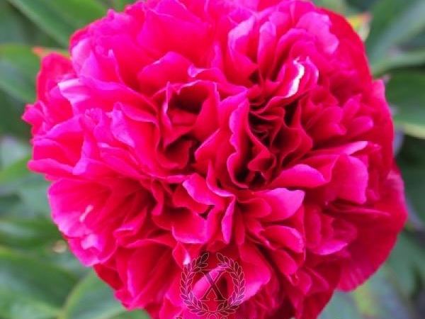 Пион травянистый Majesty's Coral