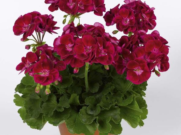 Пеларгония зональная Flower Fairy Velvet