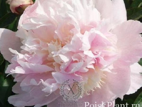 Пион травянистый Petticoat Flounce