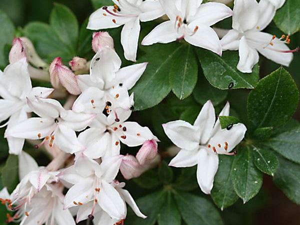 Рододендрон краснеющий Lauretta