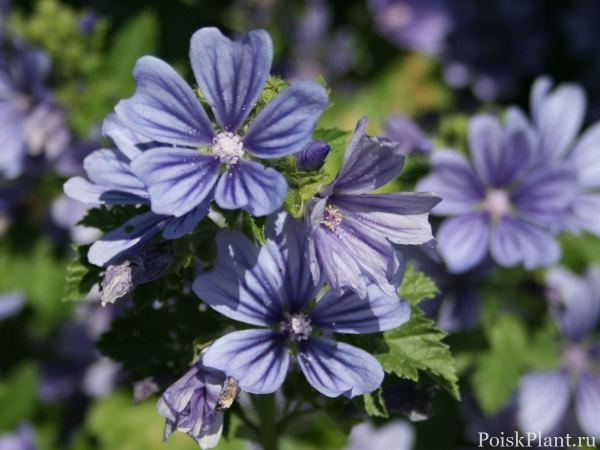 Мальва лесная Primley Blue