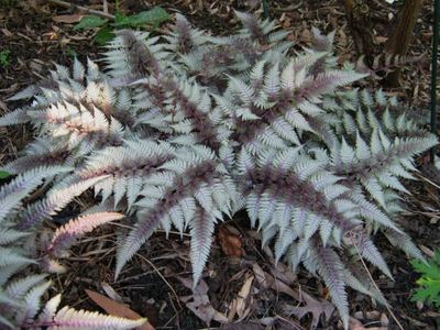 Кочедыжник ниппонский Сильвер Фаллс