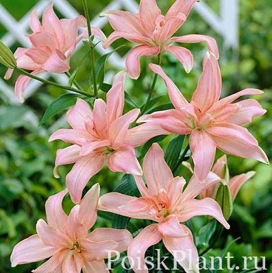 Лилия азиатская Aphrodite