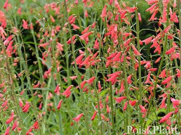 Пенстемон бородатый Coccineus