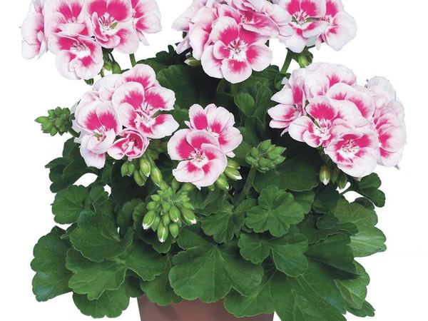 Пеларгония зональная Flower Fairy White Splash