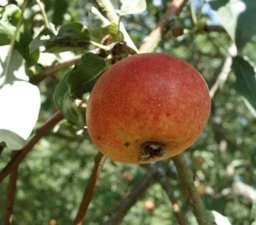 Груша обыкновенная Блутбирне
