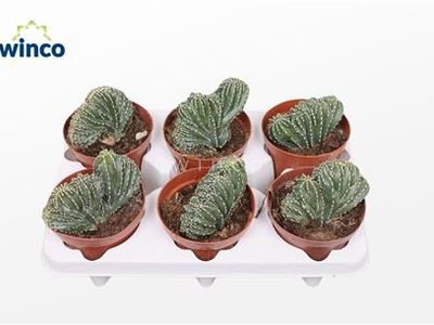 Микрантоцереус окаймлённый Кристата