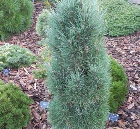 Сосна обыкновенная Bailey's Upright