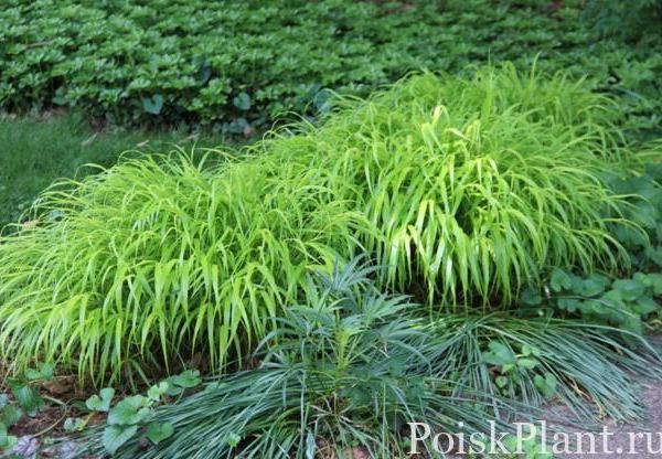 Хаконехлоа большая Aureovariegata