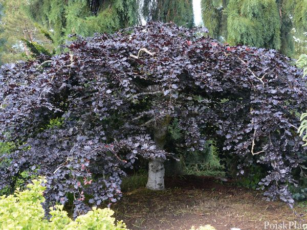 Бук европейский Tortuosa Purpurea