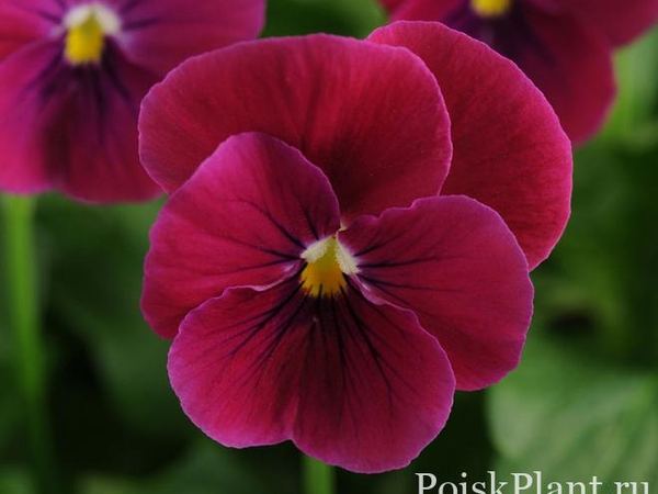 Виола виттрока Sorbet Carmine Rose