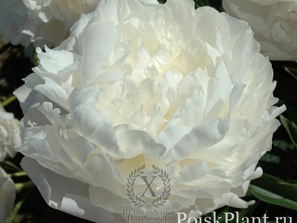 Пион травянистый Margarets Delight