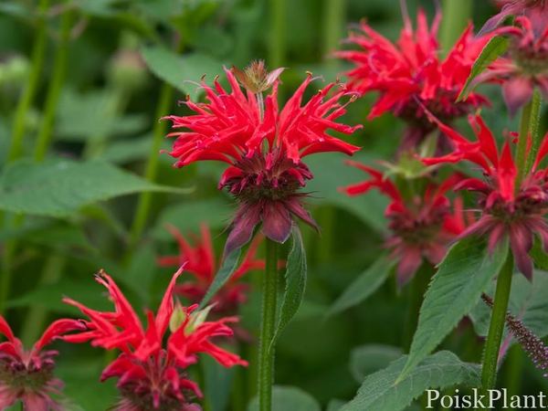 Монарда гибридная Gardenview Scarlet