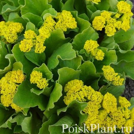 Примула ушковая Forest Lemon