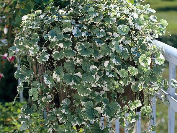 Будра плющевидная Variegata