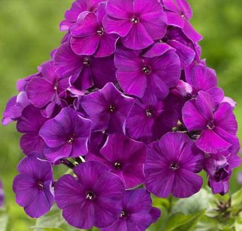 Флокс метельчатый Harlequin