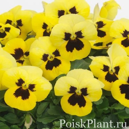 Виола виттрока Lemon Blotch