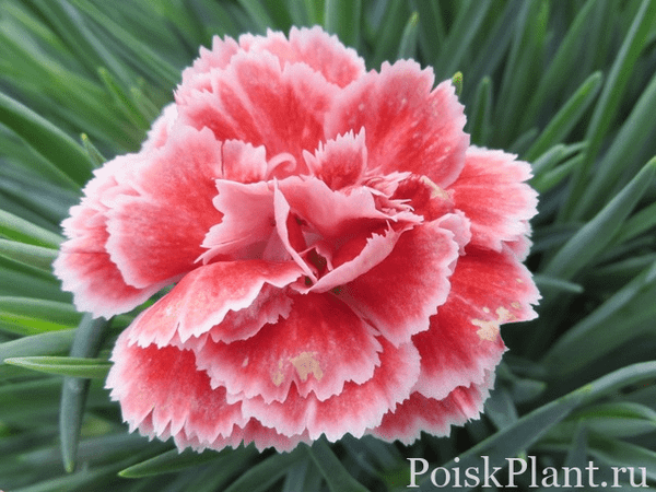Гвоздика альвуди Perfume Pinks Coral Reef
