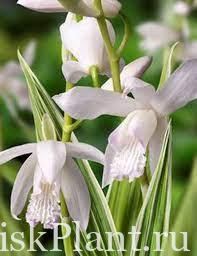 Блетилла садовая Alba Variegata
