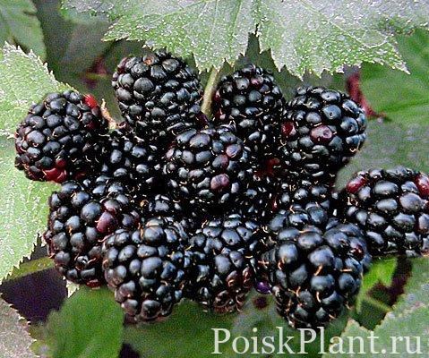 Малина кустистая Black Satin