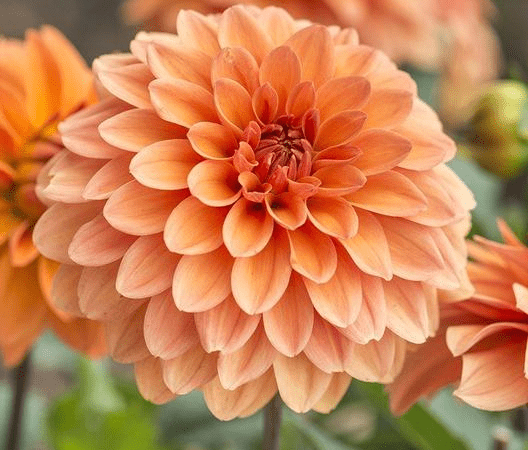 Георгина изменчивая Summer Flame