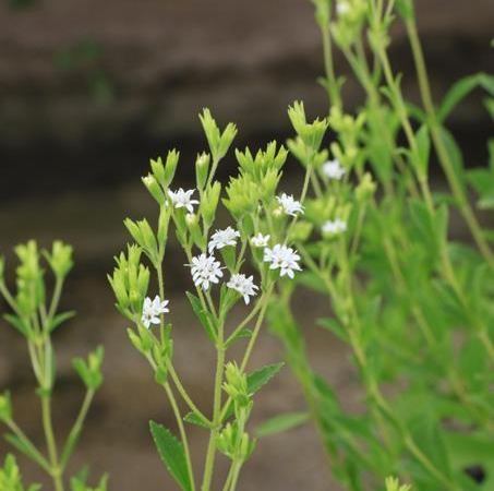Стевия ребаудиана