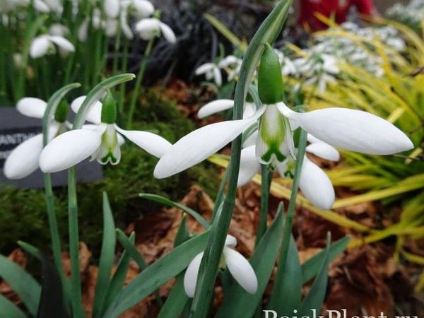 Подснежник элвиса Fieldgate Prelude