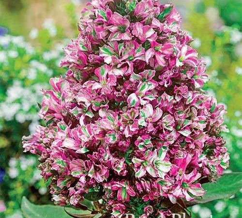 Флокс метельчатый Natural Feelings