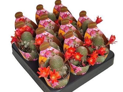 Ребуция солнечная