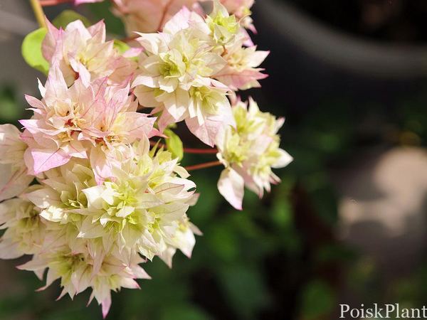Бугенвиллия гибридная Cherry Blossom