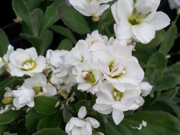 Арабис кавказский Каукасика Флоре Плено