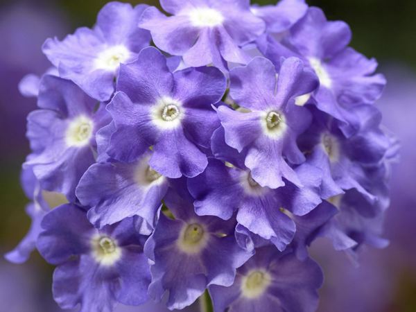 Вербена гибридная Lanai Sky Blue