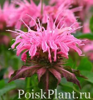 Монарда гибридная Croftway Pink