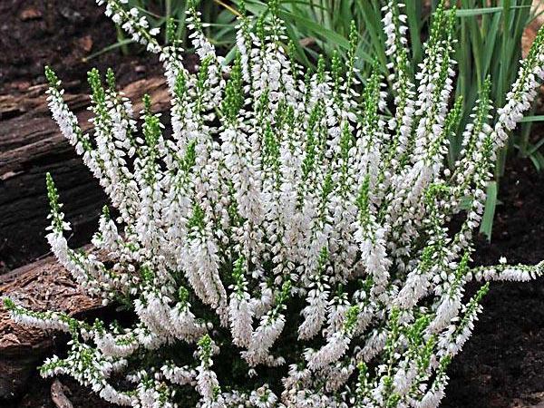 Вереск обыкновенный Long White