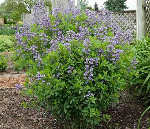 Баптизия двухцветная Purple Smoke