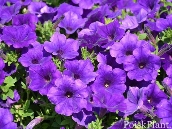 Петуния гибридная Supertunia Royal Velvet