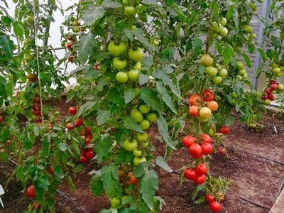 Агрофирма Аэлита