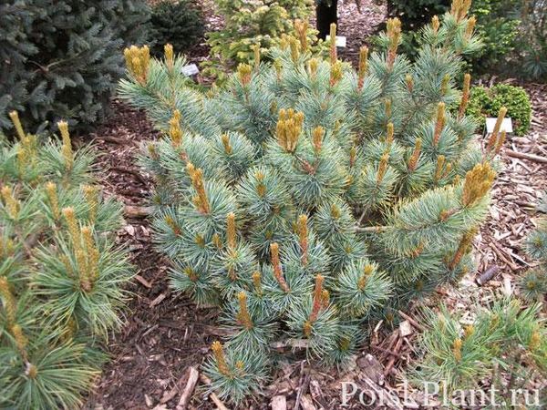 Сосна стланик Draijer's Dwarf