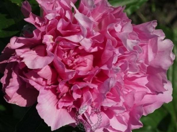 Пион травянистый Majestic Sweetness