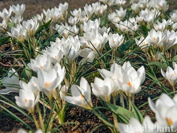 Крокус двухцветковый Мисс Вайн