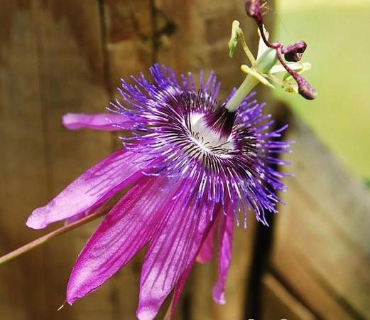 Пассифлора гибридная Amethyst