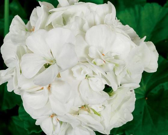 Пеларгония зональная Americana White