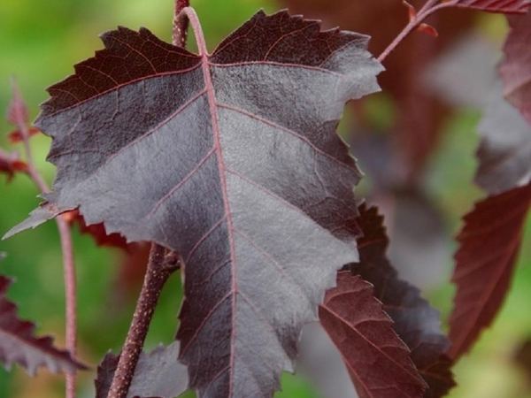 Береза повислая Purpurea