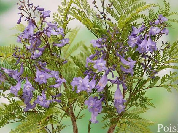 Жакаранда мимозолистная Bonsai Blue