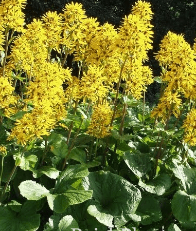Бузульник хессей Gregynog Gold