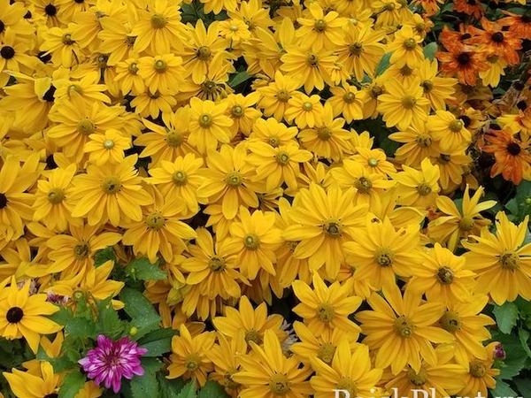 Рудбекия волосистая Sunbeckia Ophelia