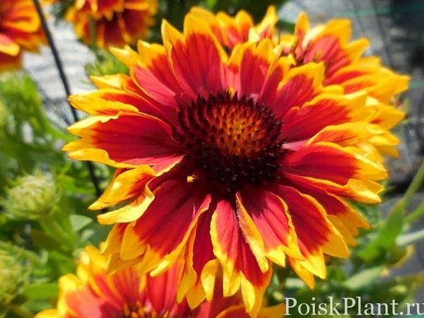 Гайллардия крупноцветковая Sunset Spice