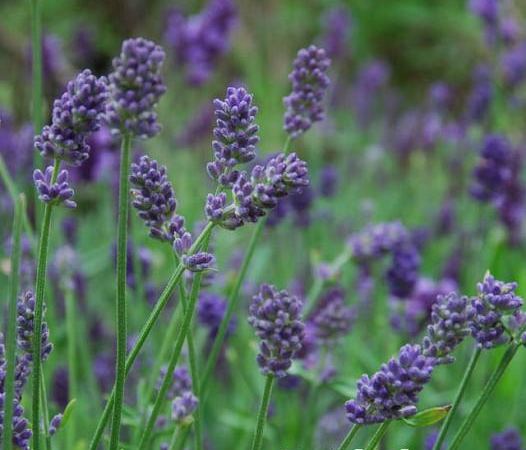 Лаванда средняя Provence