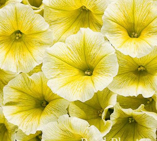 Петуния гибридная Supertunia Limoncello