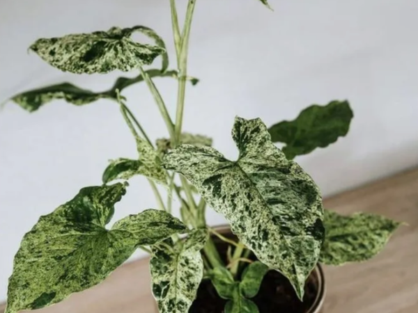 Сингониум ножколистный Mottled Mojito